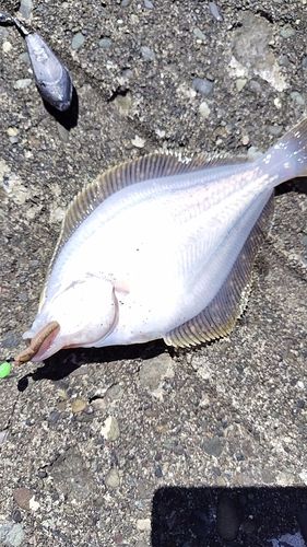 カレイの釣果