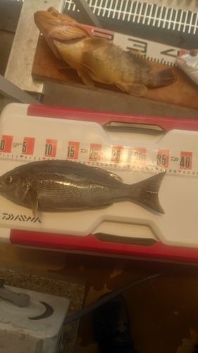 イサキの釣果