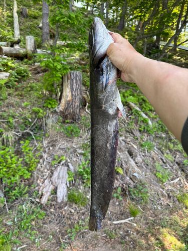 ナマズの釣果