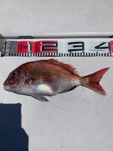 マダイの釣果