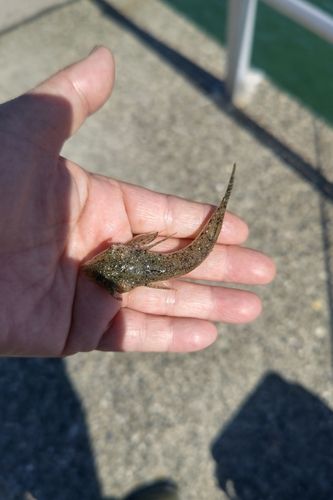 メゴチの釣果
