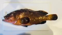 キジハタの釣果