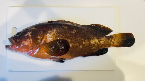 キジハタの釣果