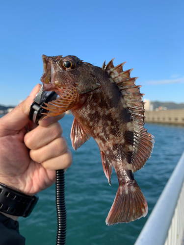 カサゴの釣果