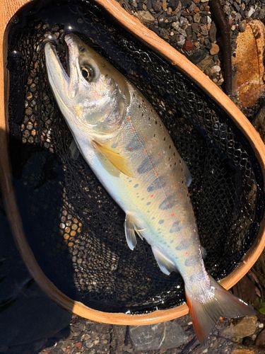 アマゴの釣果
