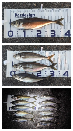アジの釣果