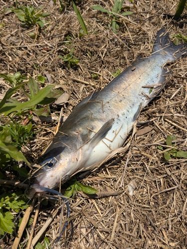 アメリカナマズの釣果