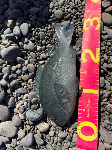 グレの釣果