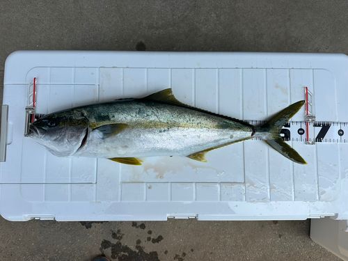 ワラサの釣果