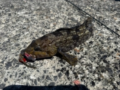 アイナメの釣果