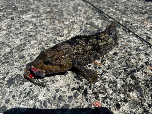 アイナメの釣果