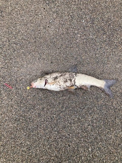 ウグイの釣果