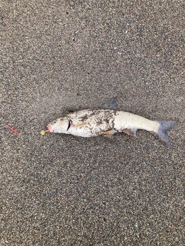 ウグイの釣果