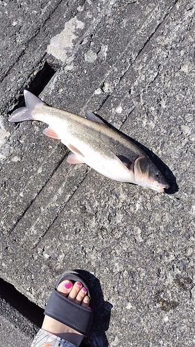 ウグイの釣果