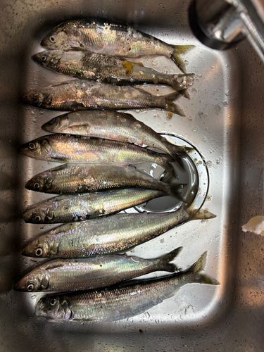 ニシンの釣果