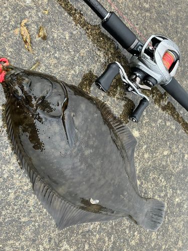 クロガシラガレイの釣果