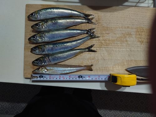 イワシの釣果