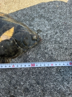 クロガシラガレイの釣果