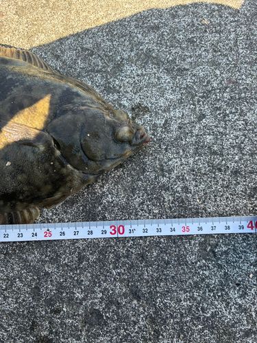クロガシラガレイの釣果