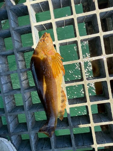 アイナメの釣果