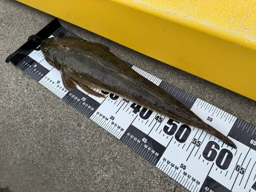 マゴチの釣果