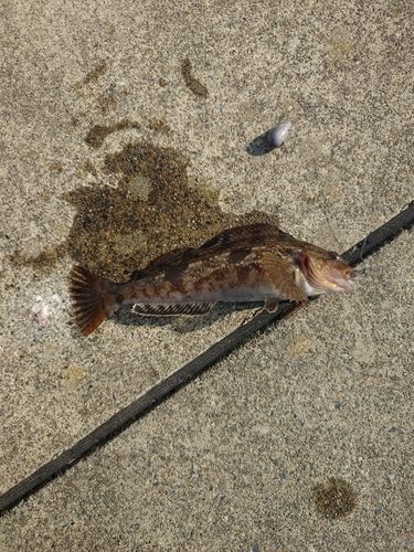アイナメの釣果