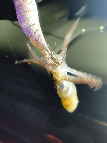 ミミイカの釣果