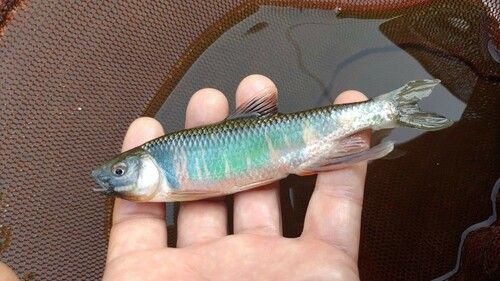 オイカワの釣果
