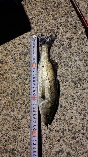 セイゴ（ヒラスズキ）の釣果