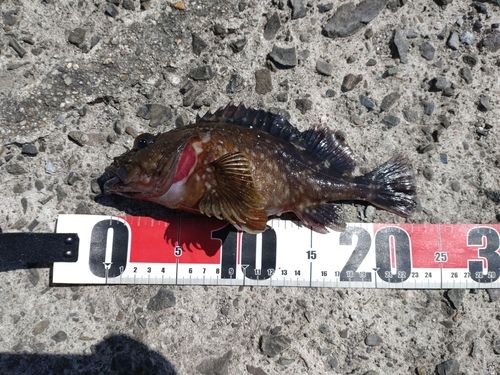 カサゴの釣果