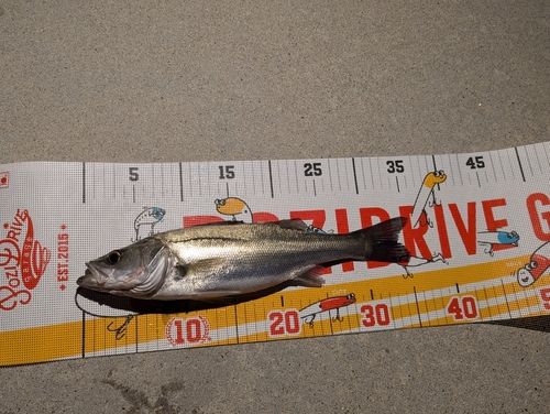 マルスズキの釣果