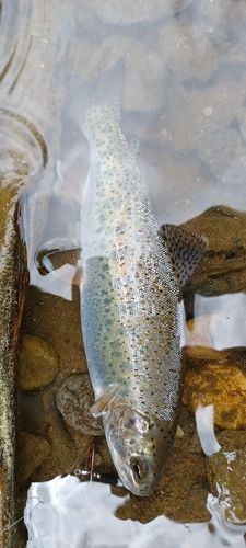 ニジマスの釣果