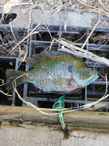 ブルーギルの釣果