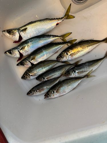 アジの釣果