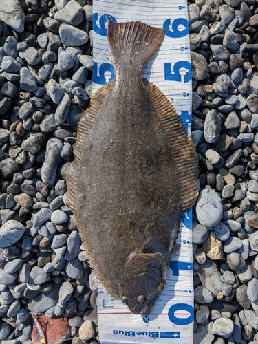 ヒラメの釣果