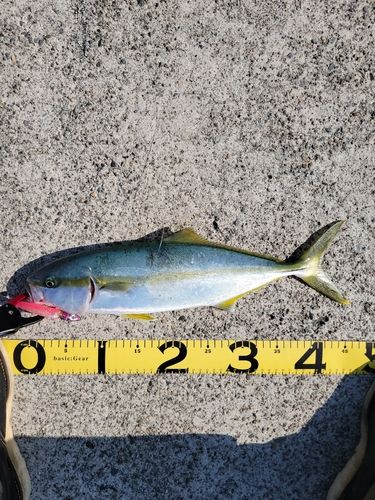 ヒラマサの釣果