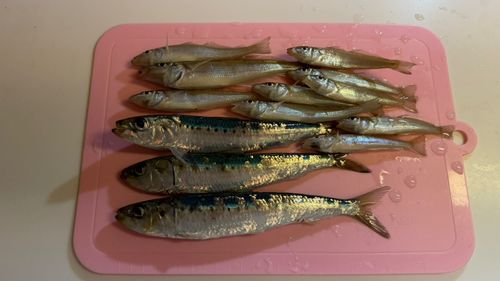キスの釣果
