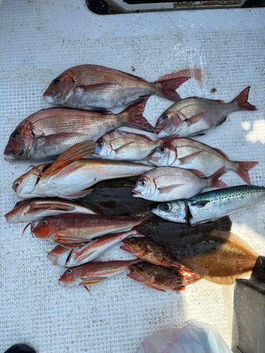 マダイの釣果