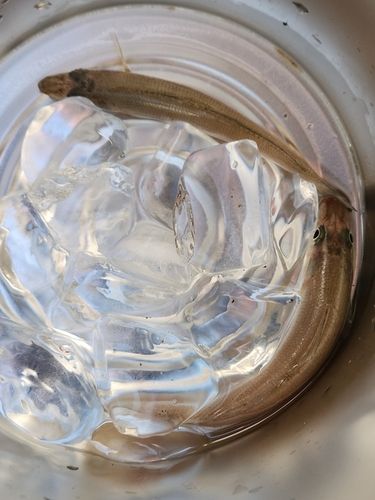 シロギスの釣果