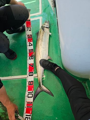 サワラの釣果