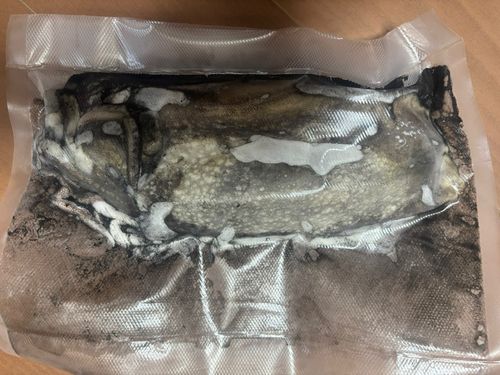 シリヤケイカの釣果