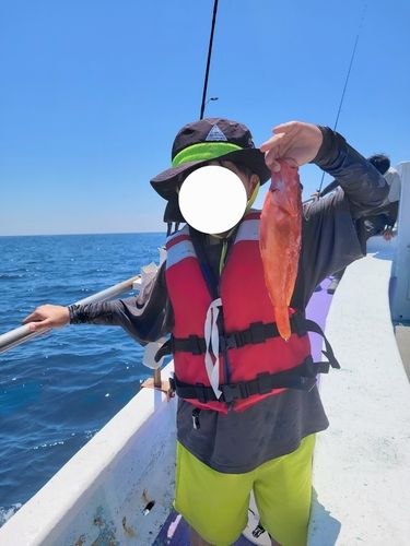 アカハタの釣果