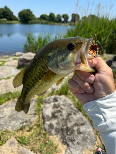 ラージマウスバスの釣果