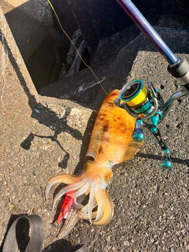 アオリイカの釣果