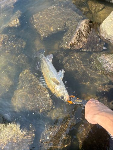 シーバスの釣果