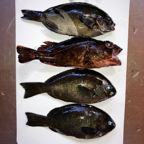 メジナの釣果
