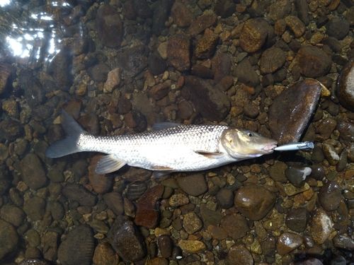 ニゴイの釣果