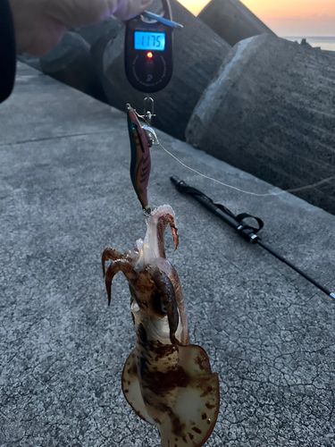 アオリイカの釣果