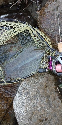 アマゴの釣果