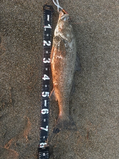 ヒラスズキの釣果